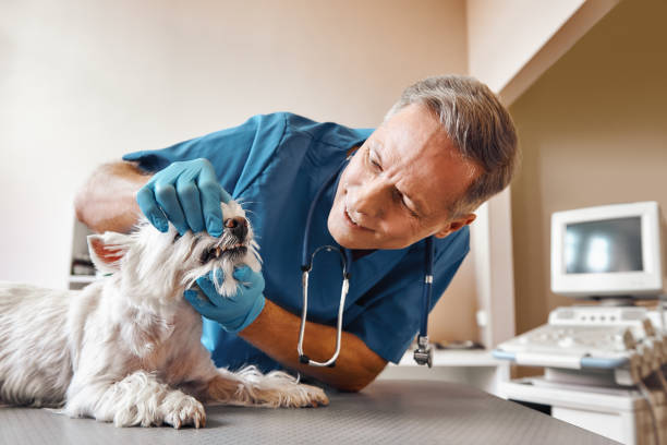 Professional Emergency Dental Service in GA